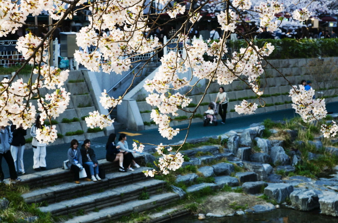 벚꽃 너머 따사로운 성북천 풍경